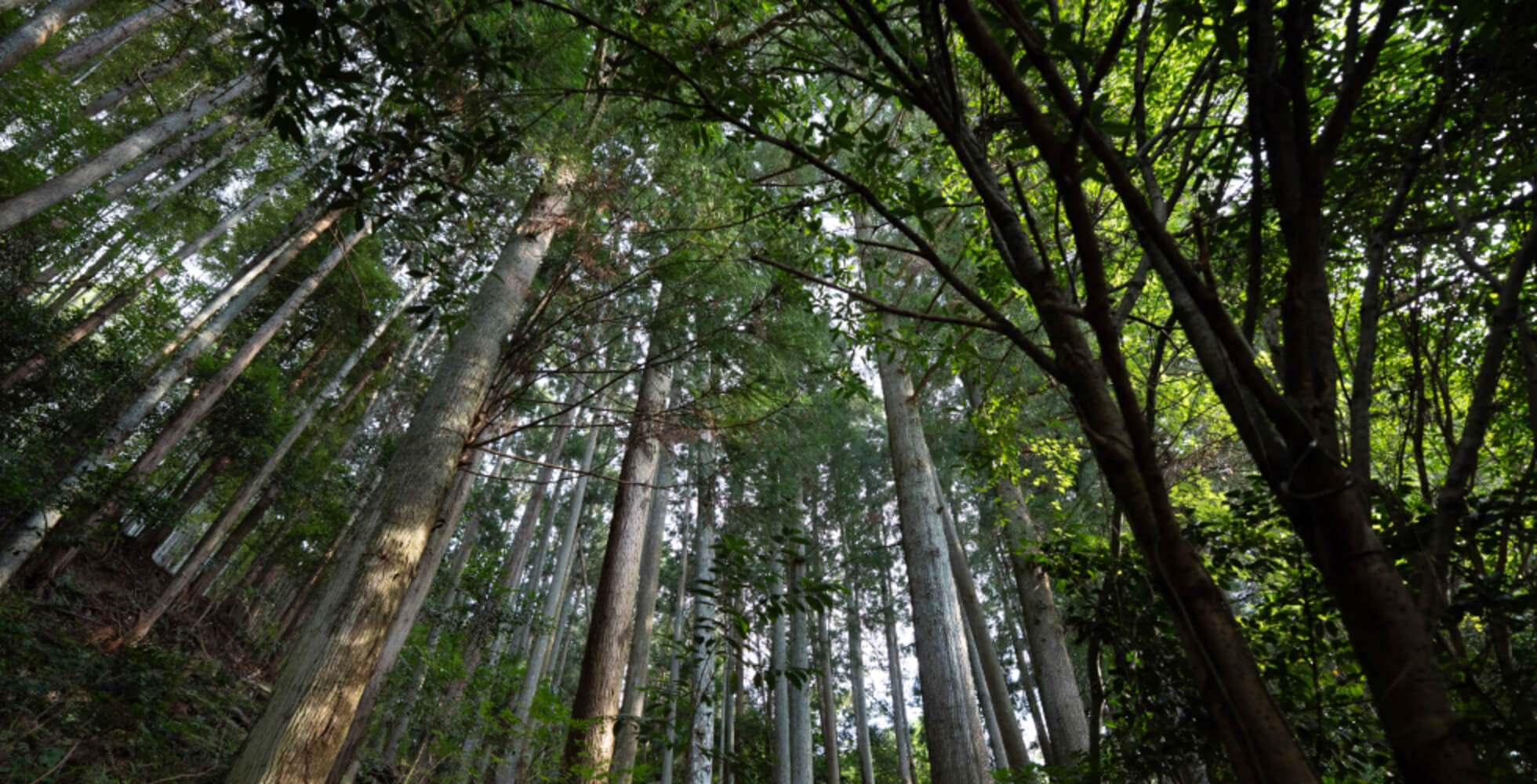 杉と檜が混在する、吉野の山中。古くから木を密集させてまっすぐに育てるのが特徴。少しずつ間伐を繰り返して密度を調整し、60～100年かけて目が細かく節が無い木を作っていく。
                