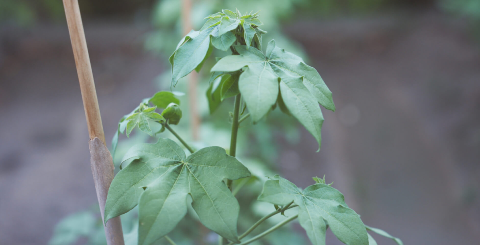 神事に使われる「和綿」。一般的に栽培されている「洋綿」と、葉の形や綿の実の付き方など違いがある